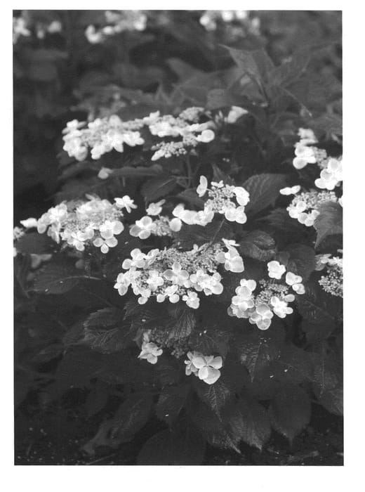 Figure 1 of US plant patent PP21186, the photograph of Harbits printed in the patent.