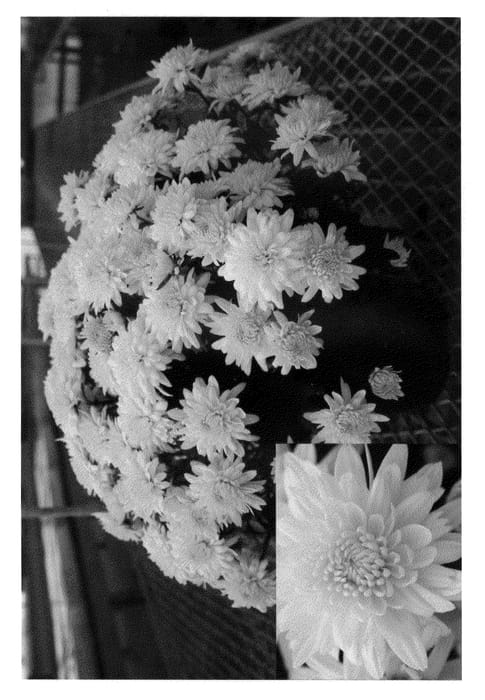 Figure 1 of US plant patent PP21187, the photograph of Yomildred printed in the patent.