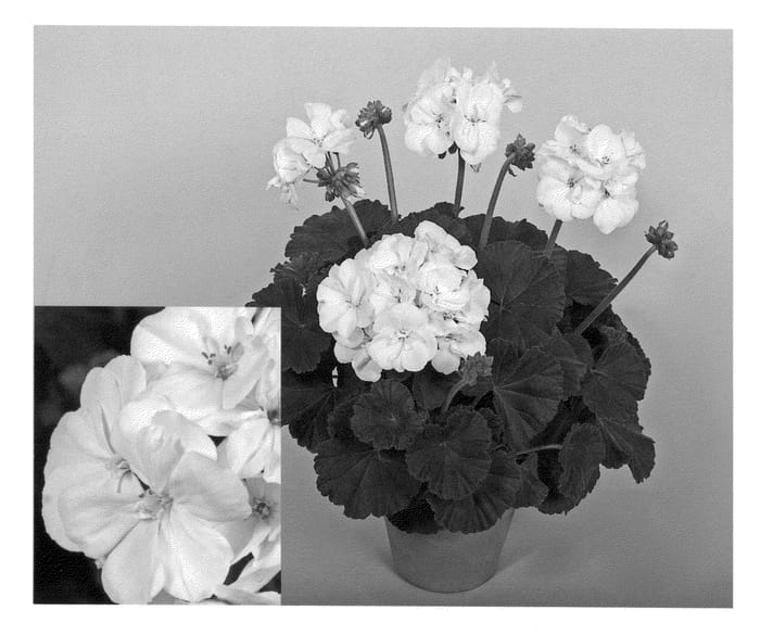 Figure 1 of US plant patent PP21188, the photograph of Zonfiwit printed in the patent.