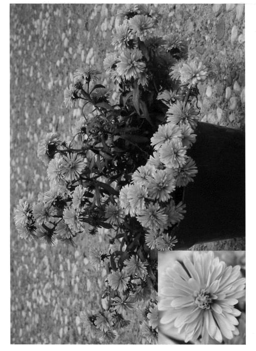 Figure 1 of US plant patent PP21189, the photograph of Pink Yohenry the Third printed in the patent.