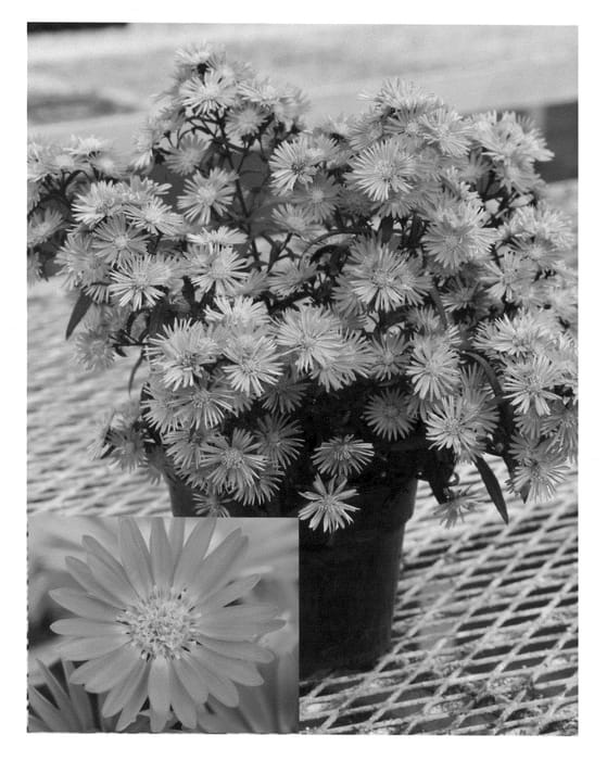 Figure 1 of US plant patent PP21190, the photograph of Pink Yomagic printed in the patent.