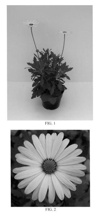 Figure 1 of US plant patent PP21191, the photograph of Balserlem printed in the patent.