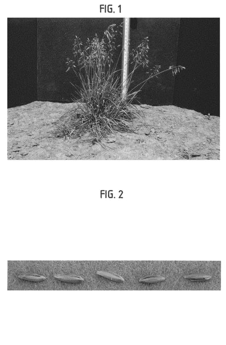 Figure 1 of US plant patent PP21192, the photograph of HB 130 printed in the patent.