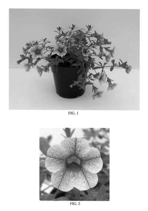 Figure 1 of US plant patent PP21193, the photograph of Balcanerry printed in the patent.