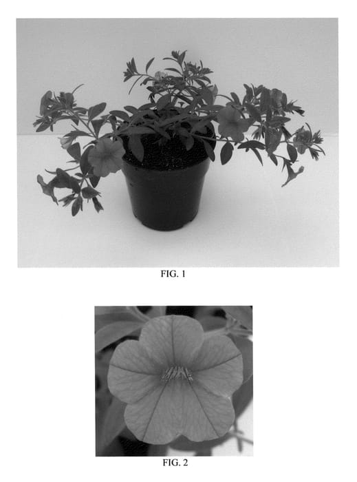 Figure 1 of US plant patent PP21194, the photograph of Balcanoran printed in the patent.