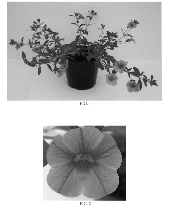 Figure 1 of US plant patent PP21195, the photograph of Balcanapt printed in the patent.