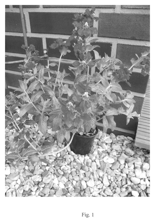 Figure 1 of US plant patent PP21196, the photograph of Vieburg printed in the patent.