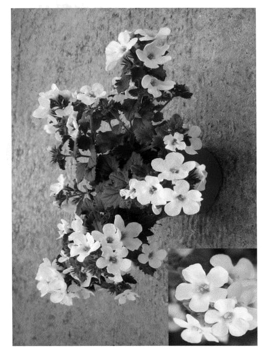 Figure 1 of US plant patent PP21197, the photograph of Cay Juwit09 printed in the patent.