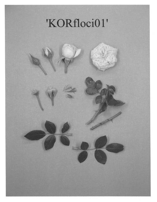 Figure 1 of US plant patent PP21198, the photograph of KORfloci01 printed in the patent.