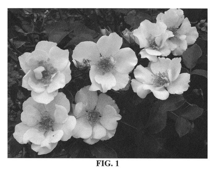 Figure 1 of US plant patent PP21199, the photograph of Keishisutoki printed in the patent.