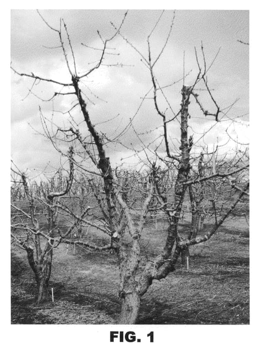 Figure 1 of US plant patent PP21200, the photograph of SR 500 printed in the patent.