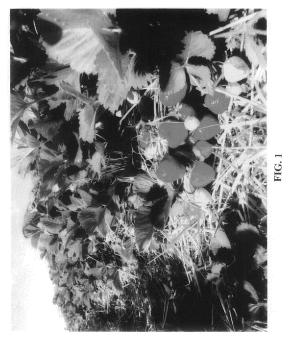 Figure 1 of US plant patent PP21201, the photograph of Record printed in the patent.