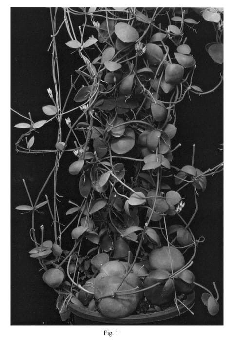 Figure 1 of US plant patent PP21202, the photograph of SUPHA08 printed in the patent.