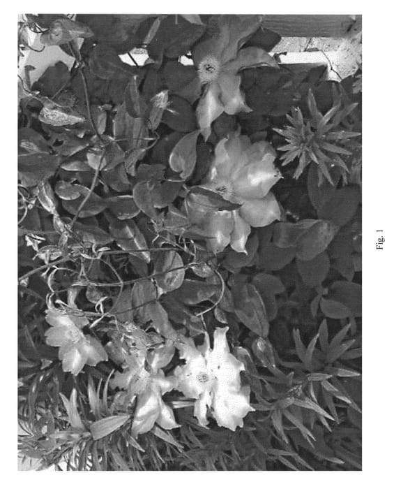 Figure 1 of US plant patent PP21203, the photograph of RobloM printed in the patent.