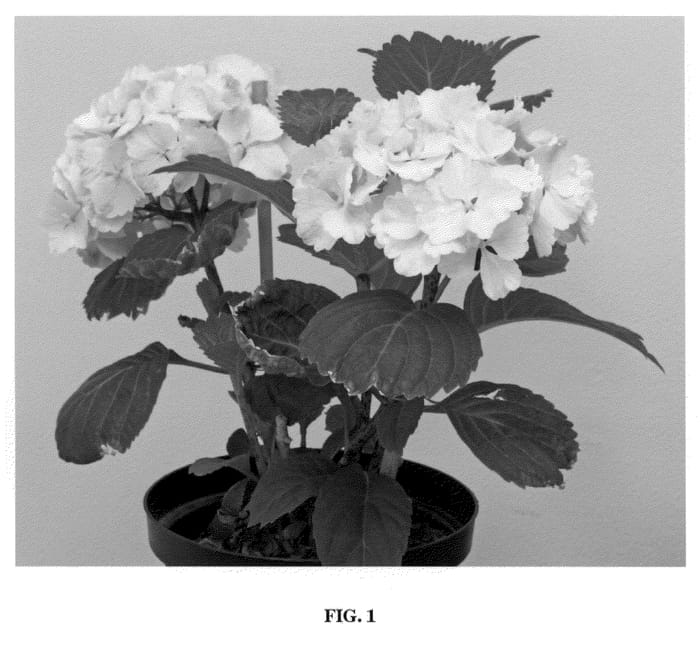 Figure 1 of US plant patent PP21204, the photograph of Lolly Pop printed in the patent.