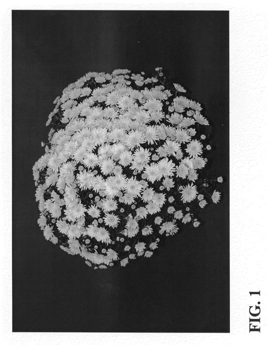 Figure 1 of US plant patent PP21205, the photograph of Zanmuspen printed in the patent.