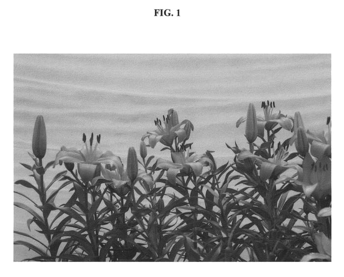Figure 1 of US plant patent PP21206, the photograph of BJM 006 printed in the patent.
