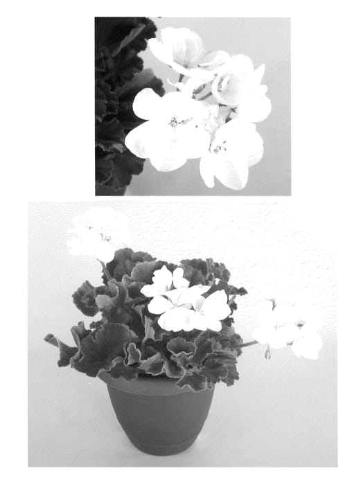Figure 1 of US plant patent PP21207, the photograph of Oglger9247 printed in the patent.