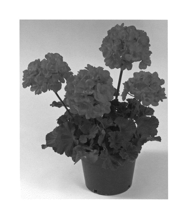 Figure 1 of US plant patent PP21208, the photograph of Oglger11142 printed in the patent.