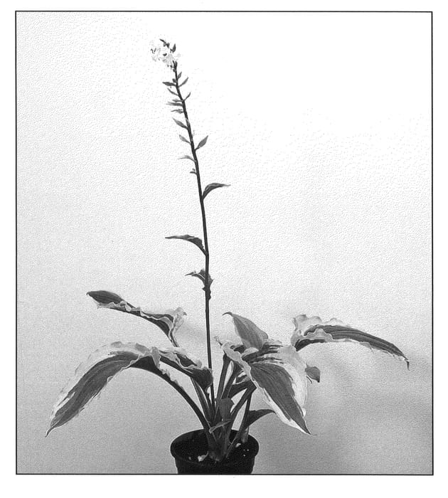 Figure 1 of US plant patent PP21209, the photograph of Tropical Dancer printed in the patent.