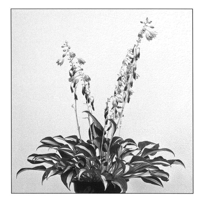 Figure 1 of US plant patent PP21210, the photograph of Little Treasure printed in the patent.