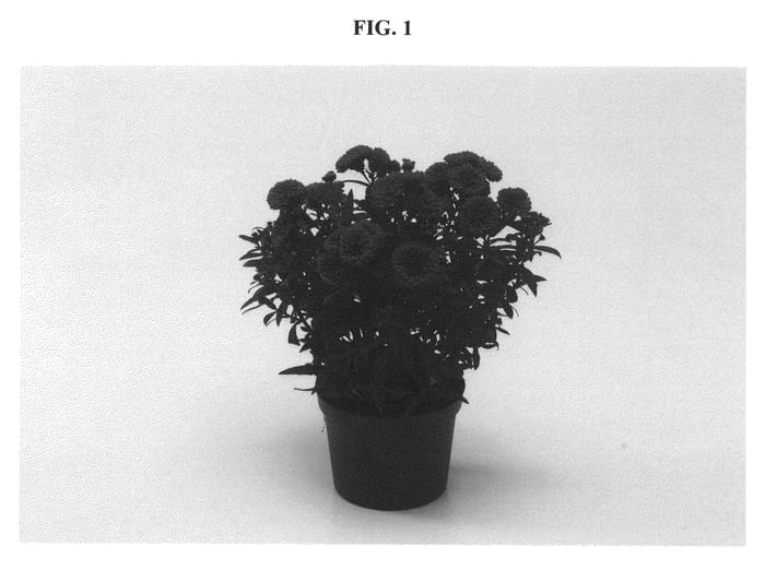 Figure 1 of US plant patent PP21211, the photograph of DASDEBI printed in the patent.