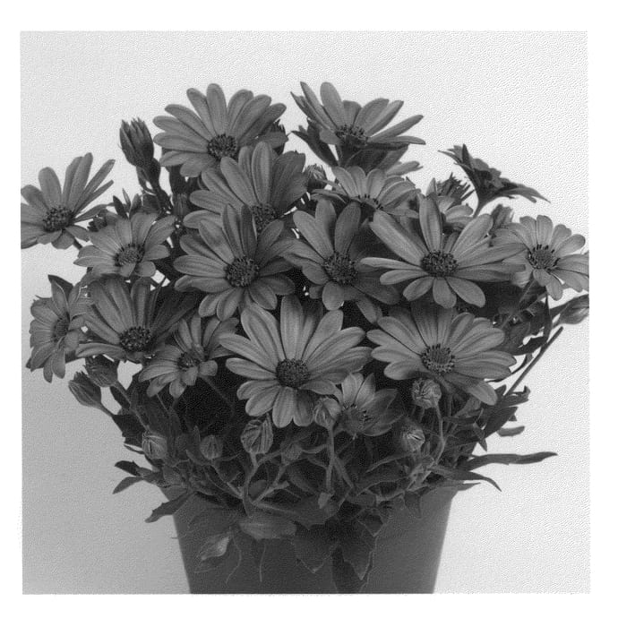 Figure 1 of US plant patent PP21212, the photograph of Dueticaberry printed in the patent.
