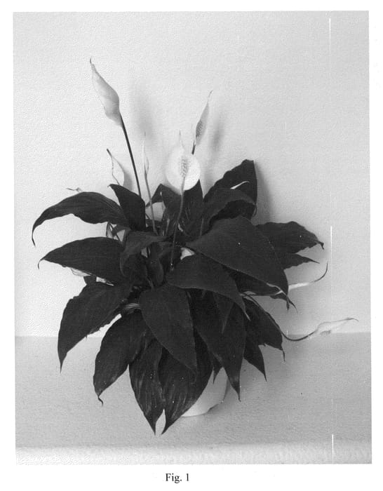 Figure 1 of US plant patent PP21213, the photograph of Mickey printed in the patent.