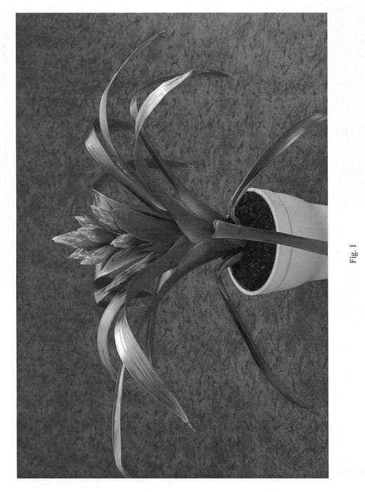 Figure 1 of US plant patent PP21214, the photograph of Duraode printed in the patent.