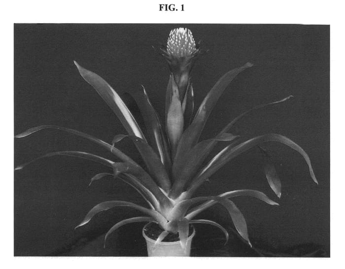 Figure 1 of US plant patent PP21215, the photograph of ALTO printed in the patent.