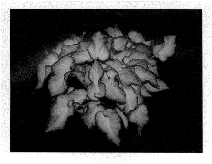 Figure 1 of US plant patent PP21216, the photograph of White Delight printed in the patent.
