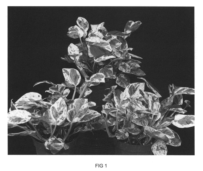 Figure 1 of US plant patent PP21217, the photograph of UFM12 printed in the patent.
