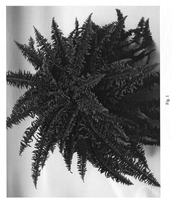 Figure 1 of US plant patent PP21218, the photograph of Ariane printed in the patent.