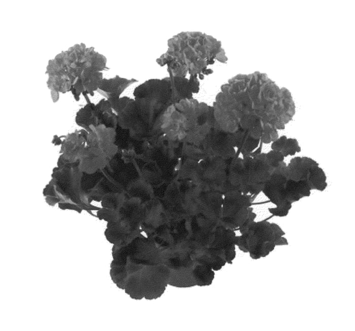 Figure 1 of US plant patent PP21219, the photograph of Fipelsumhotp printed in the patent.