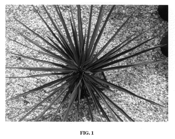 Figure 1 of US plant patent PP21220, the photograph of Norfire printed in the patent.