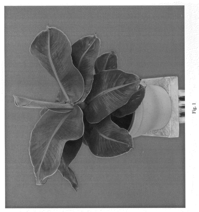 Figure 1 of US plant patent PP21221, the photograph of Cheeka printed in the patent.
