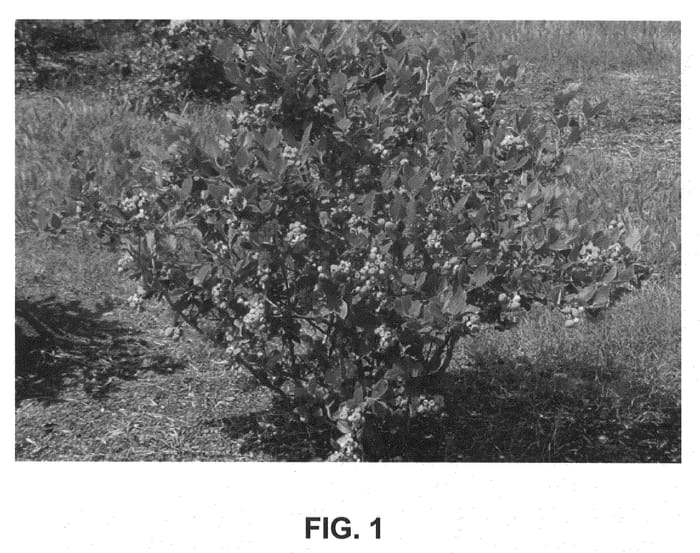 Figure 1 of US plant patent PP21222, the photograph of TH-682 printed in the patent.