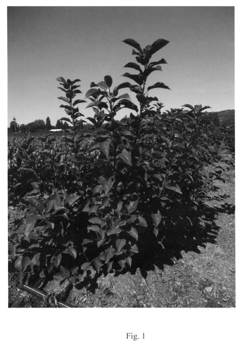 Figure 1 of US plant patent PP21223, the photograph of Mich 96 printed in the patent.