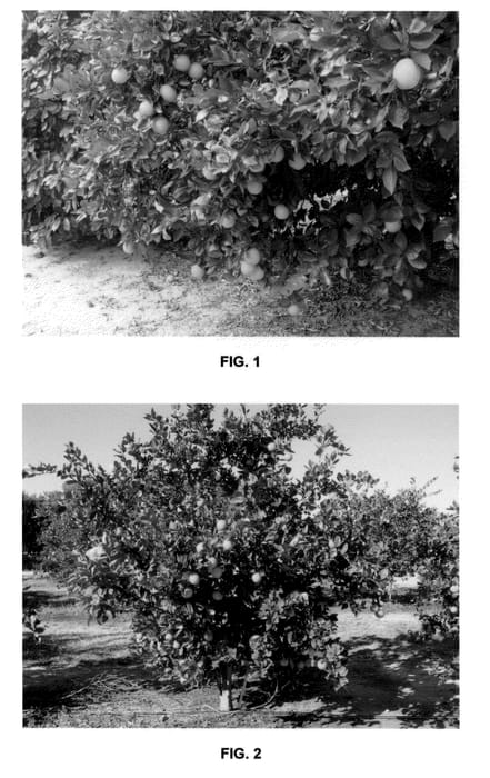 Figure 1 of US plant patent PP21224, the photograph of N7-3 printed in the patent.