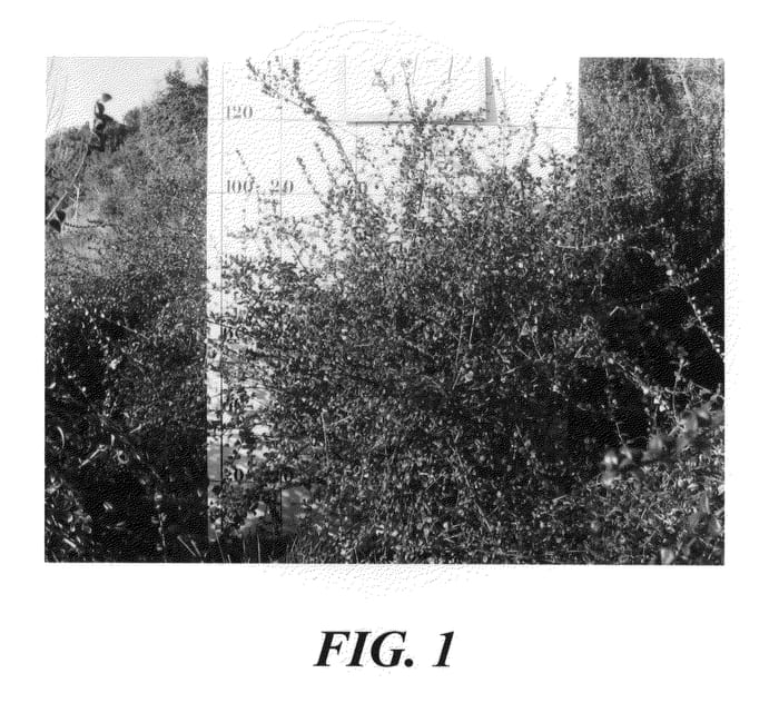 Figure 1 of US plant patent PP21225, the photograph of South Pearl—INIA printed in the patent.