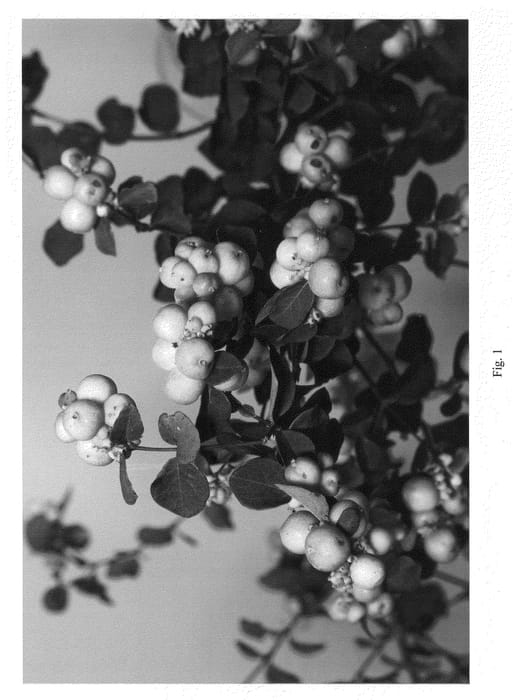 Figure 1 of US plant patent PP21226, the photograph of Sofie printed in the patent.