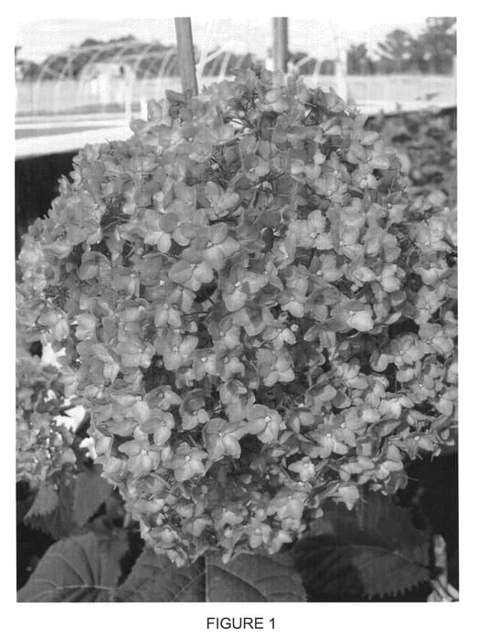 Figure 1 of US plant patent PP21227, the photograph of PIIHA-I printed in the patent.