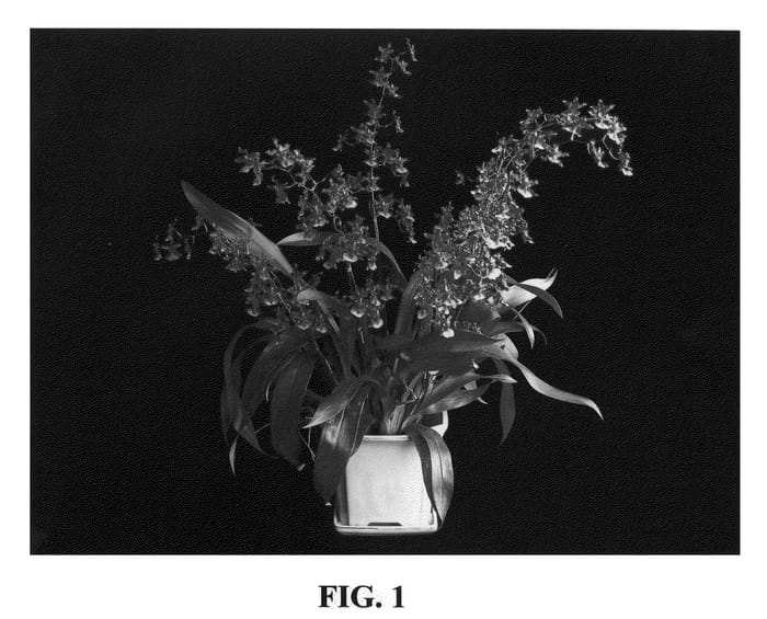 Figure 1 of US plant patent PP21228, the photograph of Sweet Baby printed in the patent.