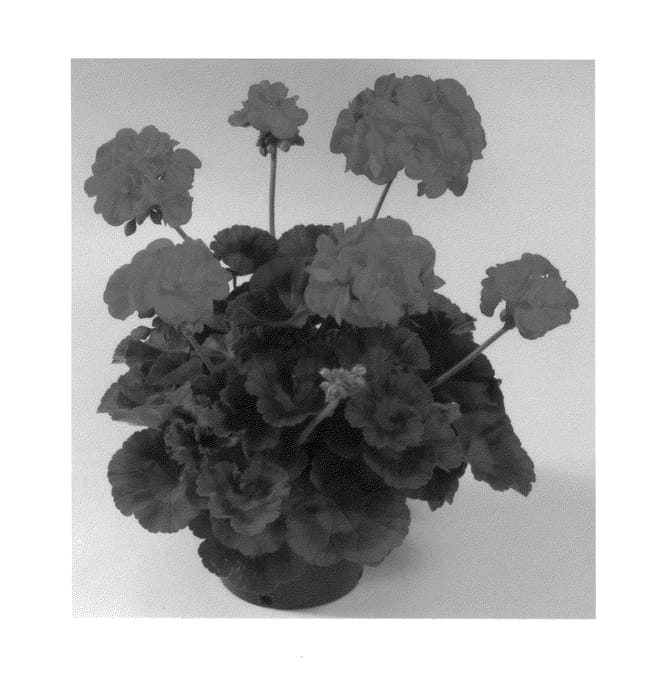 Figure 1 of US plant patent PP21229, the photograph of Oglger11154 printed in the patent.