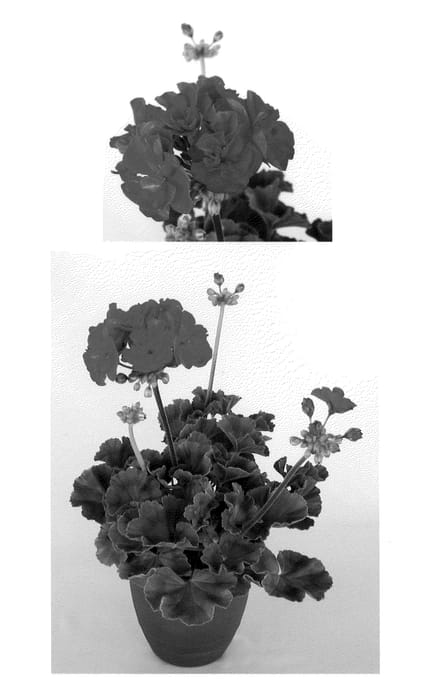 Figure 1 of US plant patent PP21230, the photograph of Oglger14007 printed in the patent.