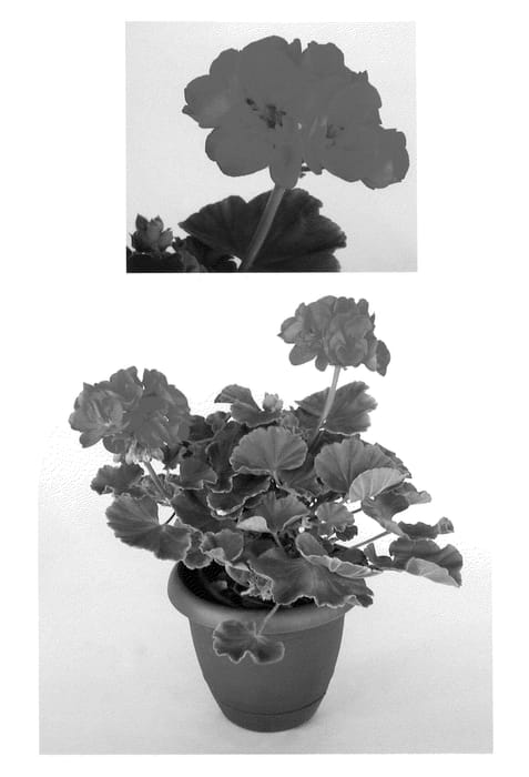 Figure 1 of US plant patent PP21231, the photograph of OGLGER11075 printed in the patent.