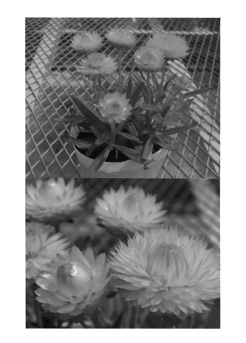 Figure 1 of US plant patent PP21232, the photograph of Bondreyel printed in the patent.