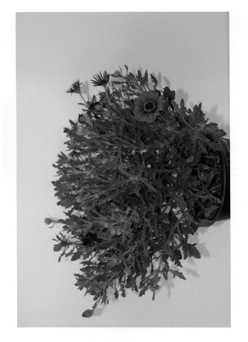 Figure 1 of US plant patent PP21233, the photograph of Sunpix0802 printed in the patent.