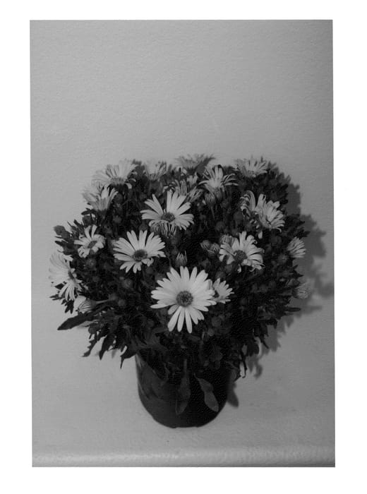 Figure 1 of US plant patent PP21234, the photograph of Sunpix0805 printed in the patent.