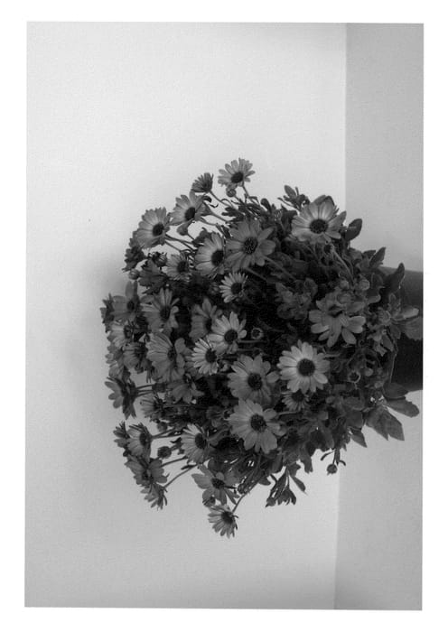 Figure 1 of US plant patent PP21235, the photograph of Sunpix0806 printed in the patent.